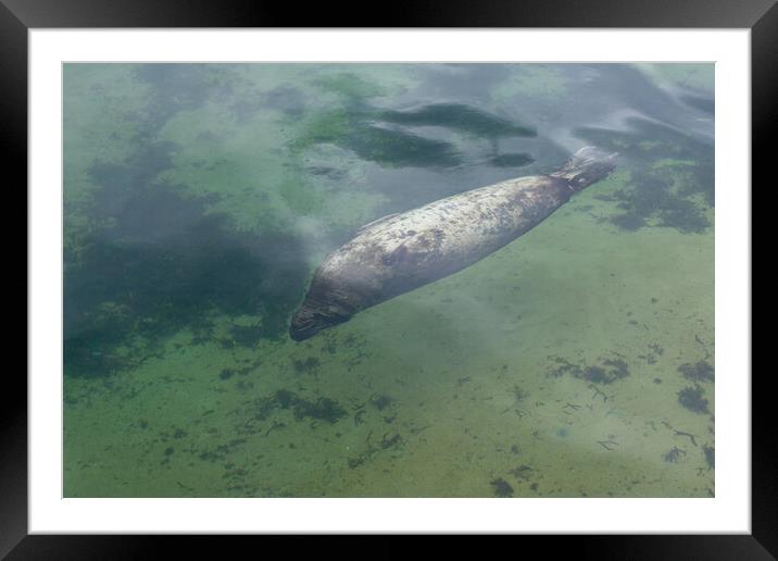 sea lion swimming underwater in the ocean Framed Mounted Print by David Galindo