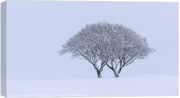 Snowy Lone Tree Canvas Print by Mark Stinchon