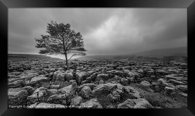 Lone Tree at Ingleton Rocks - Yorkshire Framed Print by Mark Stinchon