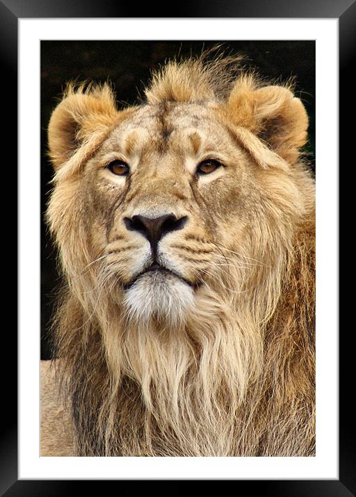 Proud Lion Portrait Framed Mounted Print by Sandi-Cockayne ADPS