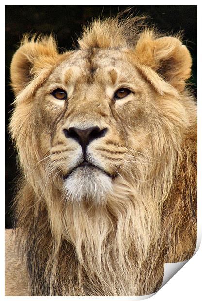 Proud Lion Portrait Print by Sandi-Cockayne ADPS