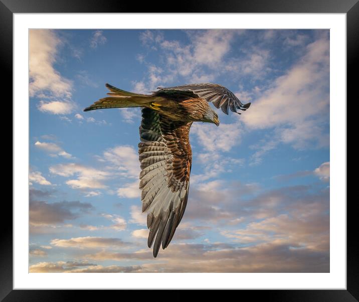 Red Kite in Flight  Framed Mounted Print by Tony Keogh