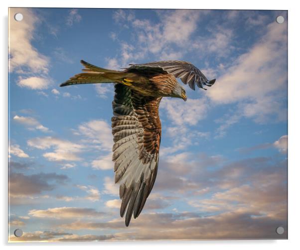 Red Kite in Flight  Acrylic by Tony Keogh