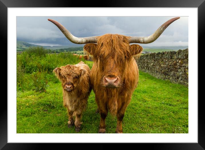 Highland Cow and Calf  Framed Mounted Print by Tony Keogh
