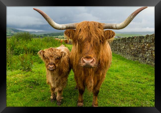 Highland Cow and Calf  Framed Print by Tony Keogh