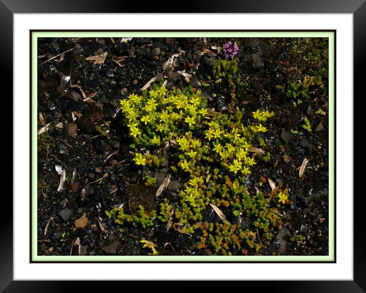 Stonecrop and Wild Thyme. Framed Mounted Print by Heather Goodwin