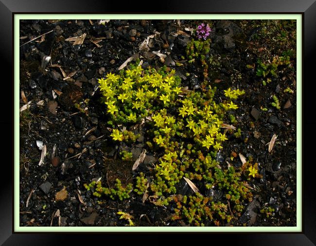 Stonecrop and Wild Thyme. Framed Print by Heather Goodwin