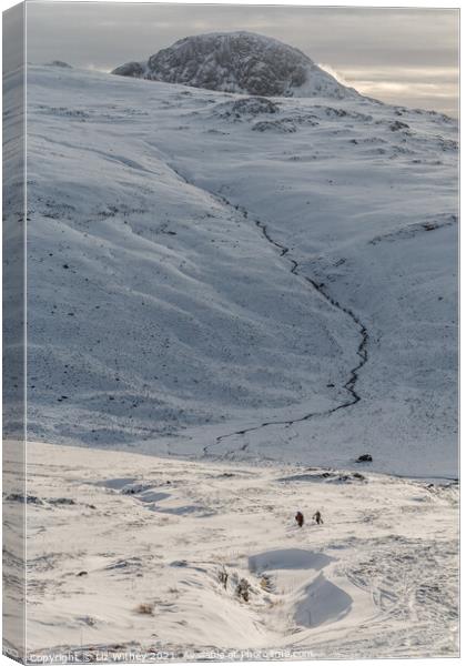Great Gable in Winter Canvas Print by Liz Withey