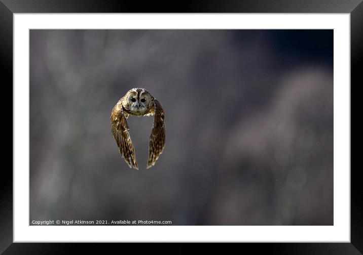 Tanwy owl (Strix aluco) in flight 2 Framed Mounted Print by Nigel Atkinson
