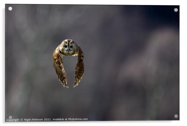 Tanwy owl (Strix aluco) in flight 2 Acrylic by Nigel Atkinson