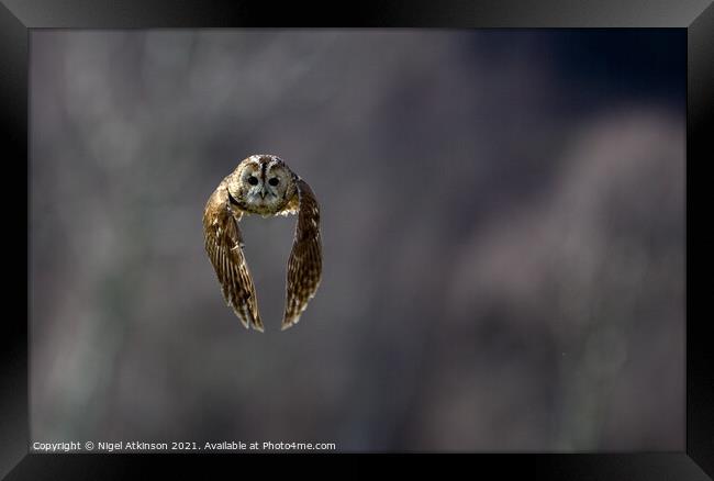 Tanwy owl (Strix aluco) in flight 2 Framed Print by Nigel Atkinson