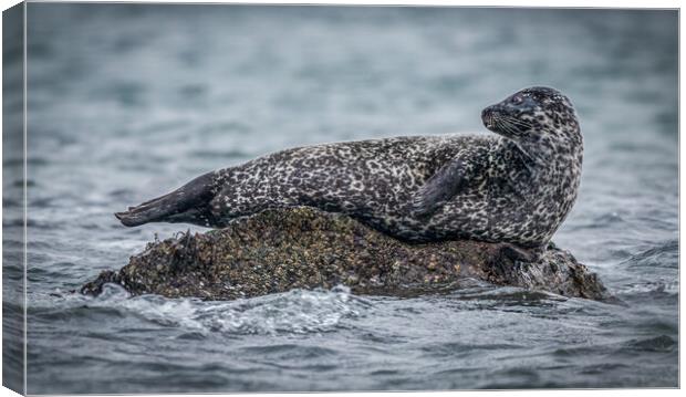 Seal on a Rock  Canvas Print by Tony Keogh