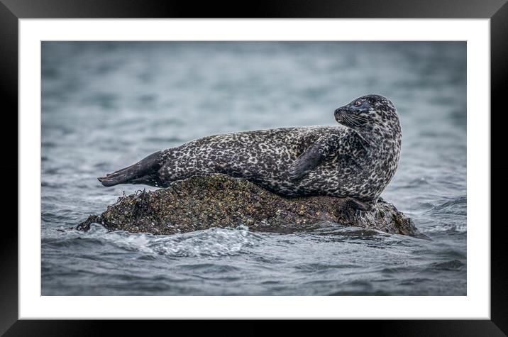 Seal on a Rock  Framed Mounted Print by Tony Keogh