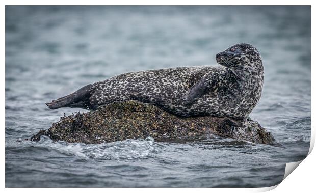 Seal on a Rock  Print by Tony Keogh