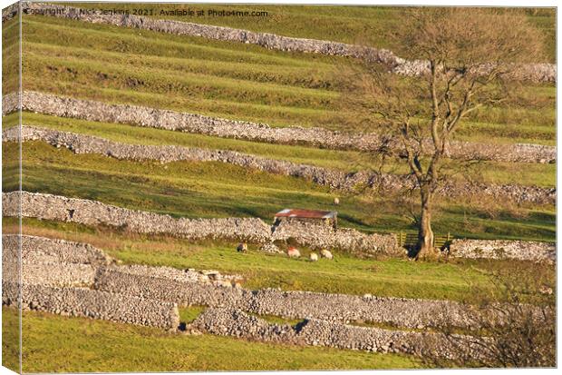 Malhamdale Drystone Walling with sheep and tree Canvas Print by Nick Jenkins