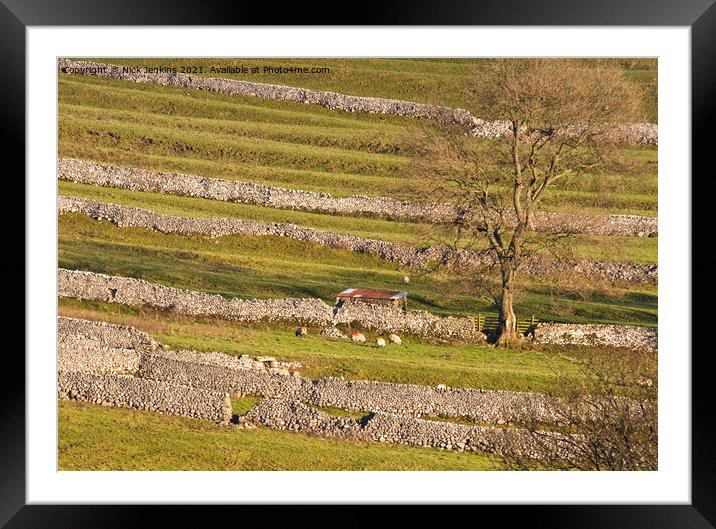 Malhamdale Drystone Walling with sheep and tree Framed Mounted Print by Nick Jenkins