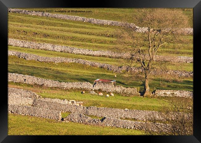 Malhamdale Drystone Walling with sheep and tree Framed Print by Nick Jenkins