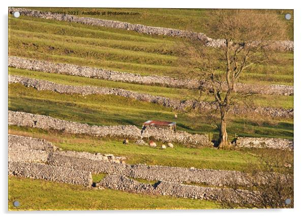 Malhamdale Drystone Walling with sheep and tree Acrylic by Nick Jenkins