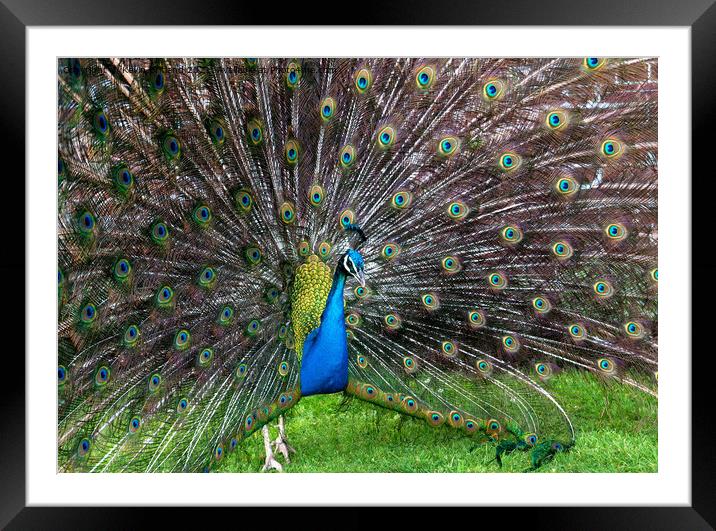Peacock display Framed Mounted Print by Kevin Britland