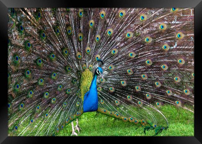 Peacock display Framed Print by Kevin Britland