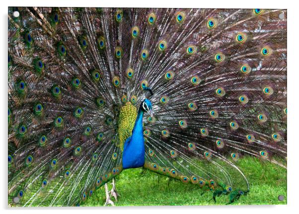 Peacock display Acrylic by Kevin Britland