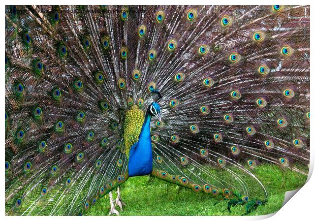Peacock display Print by Kevin Britland
