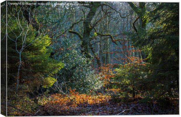 Enchanting Autumn Tree Canvas Print by Stephen Hollin