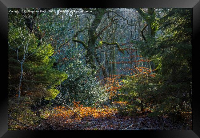 Enchanting Autumn Tree Framed Print by Stephen Hollin