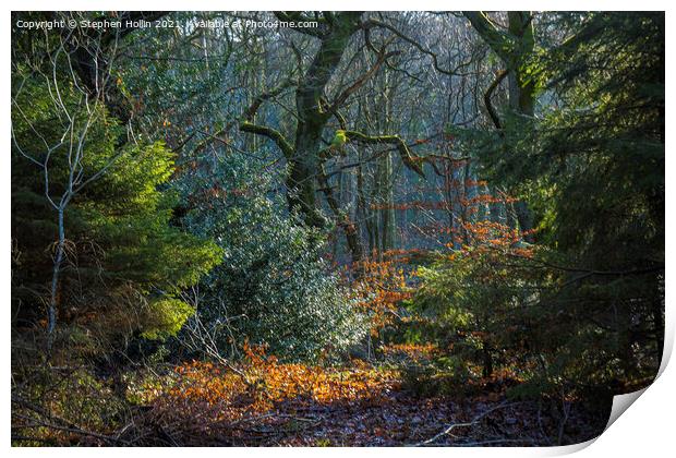 Enchanting Autumn Tree Print by Stephen Hollin