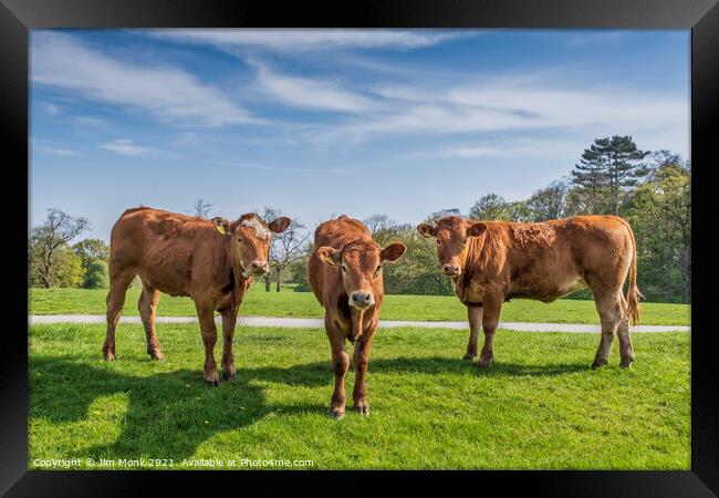 Three Brown Cows Framed Print by Jim Monk