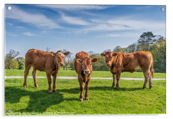Three Brown Cows Acrylic by Jim Monk