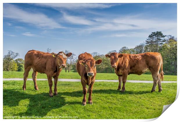 Three Brown Cows Print by Jim Monk