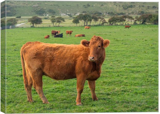 Brown cow looking at camera in English field Canvas Print by Steve Heap