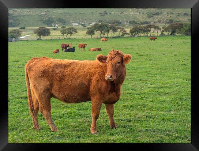 Brown cow looking at camera in English field Framed Print by Steve Heap