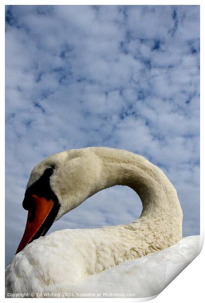 Swan song Print by Ed Whiting