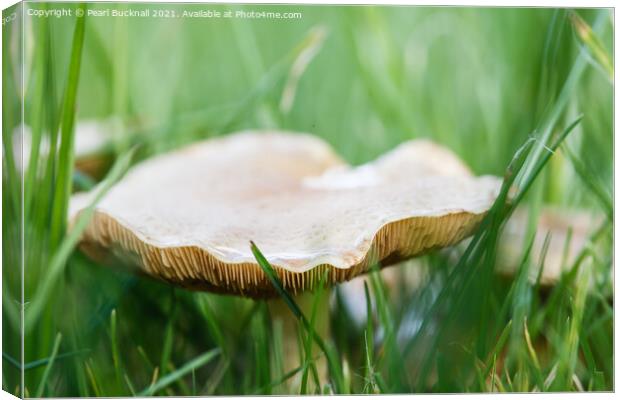 Meadow Waxcap Fungus in Grass Canvas Print by Pearl Bucknall