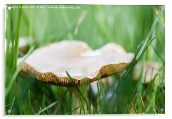Meadow Waxcap Fungus in Grass Acrylic by Pearl Bucknall