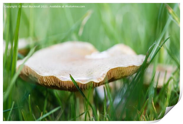Meadow Waxcap Fungus in Grass Print by Pearl Bucknall