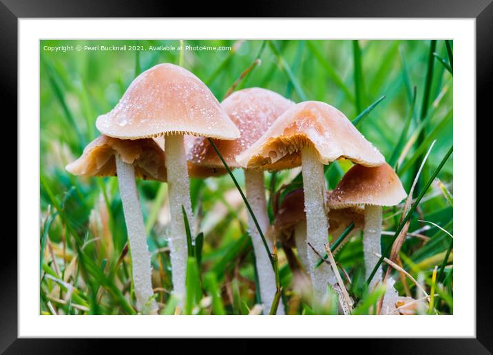 Fungi in Grass Framed Mounted Print by Pearl Bucknall