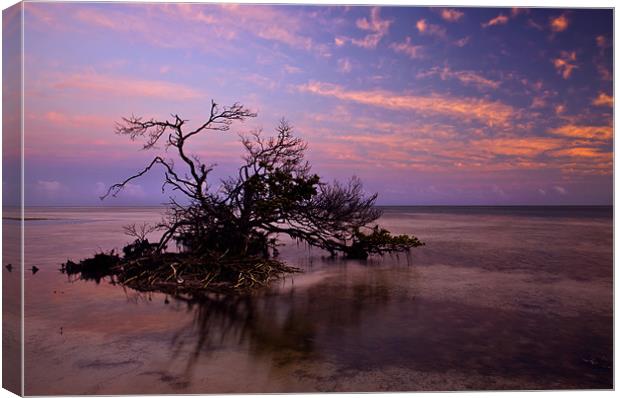 Florida Mangrove Sunset Canvas Print by Mike Dawson