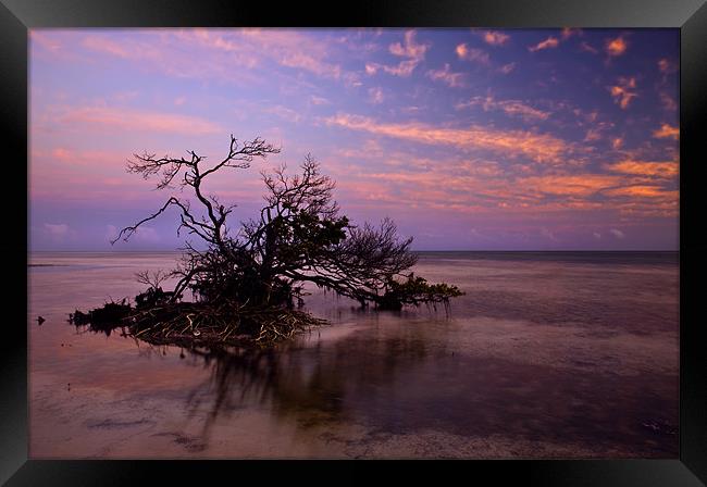 Florida Mangrove Sunset Framed Print by Mike Dawson