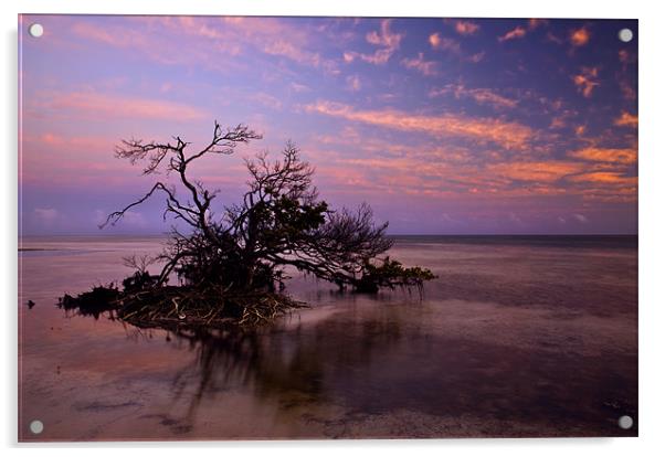 Florida Mangrove Sunset Acrylic by Mike Dawson
