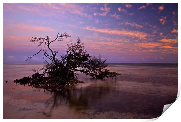 Florida Mangrove Sunset Print by Mike Dawson