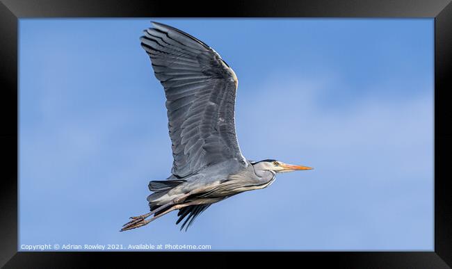Grey Heron in flight Framed Print by Adrian Rowley