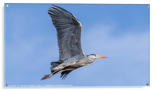 Grey Heron in flight Acrylic by Adrian Rowley
