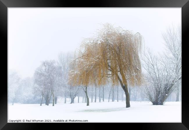 A Willow Tree Weeping in the Falling Snow.  Framed Print by Paul Whyman