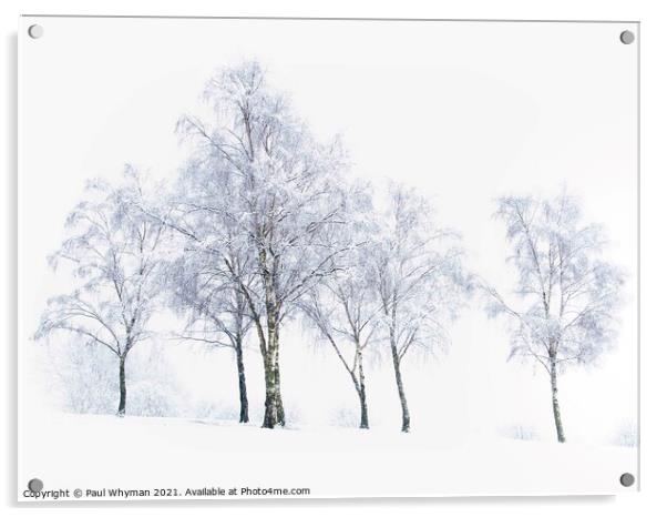 Silver birch trees in the winter snow Acrylic by Paul Whyman