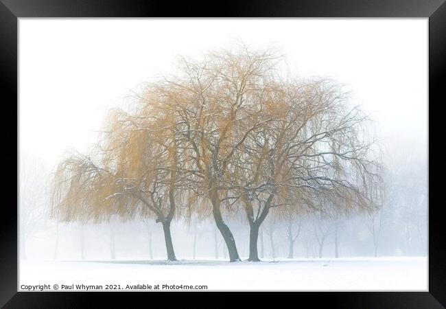 Weeping willows in the snow Framed Print by Paul Whyman