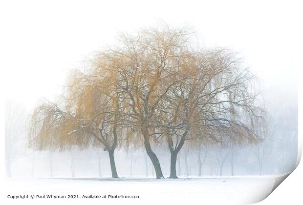 Weeping willows in the snow Print by Paul Whyman