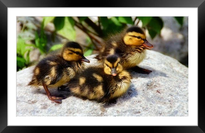  Mallard Ducklings drying off in the sun Framed Mounted Print by Elaine Manley